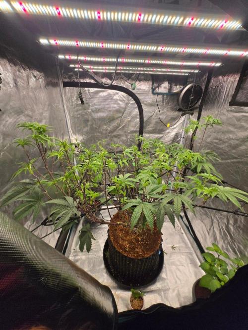 MAC1 starting from week 13 veg. Week 14
