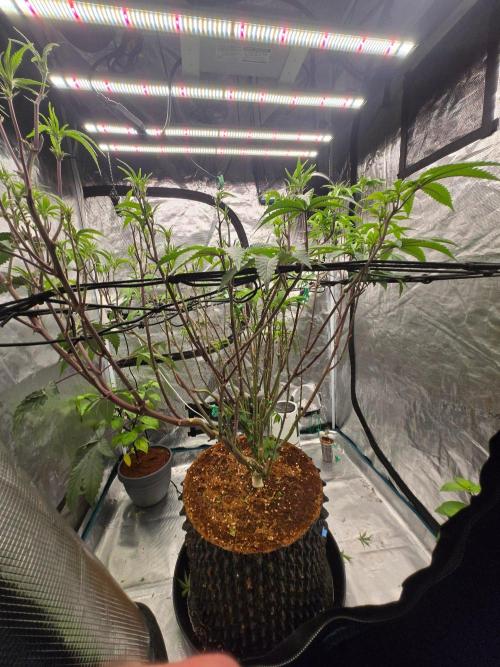 MAC1 starting from week 13 veg. Week 14