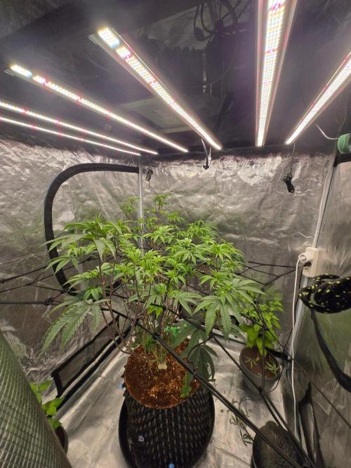MAC1 starting from week 13 veg. Week 14