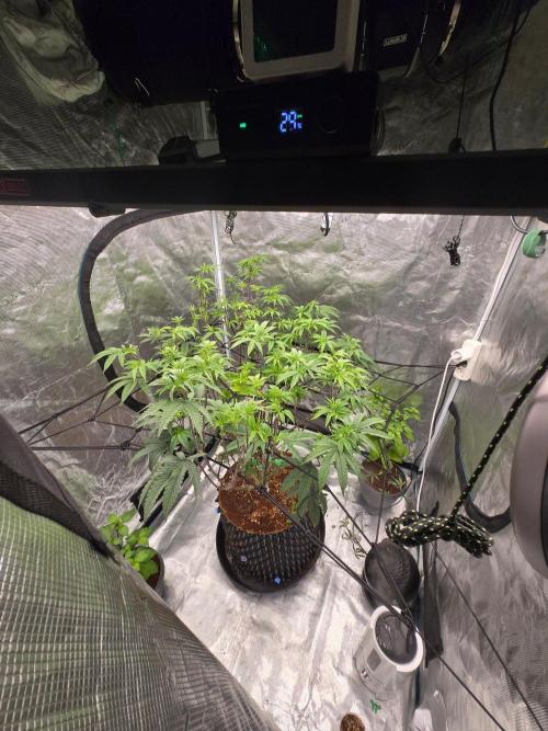MAC1 starting from week 13 veg. Week 14