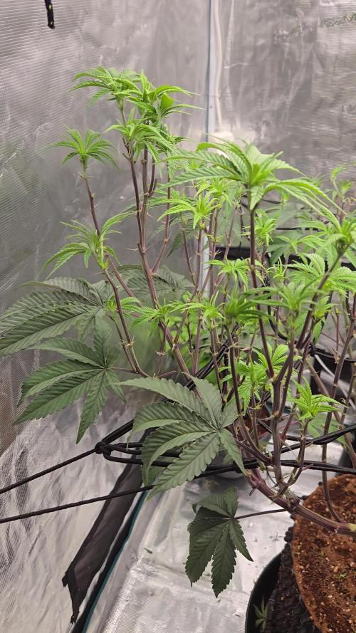 MAC1 starting from week 13 veg