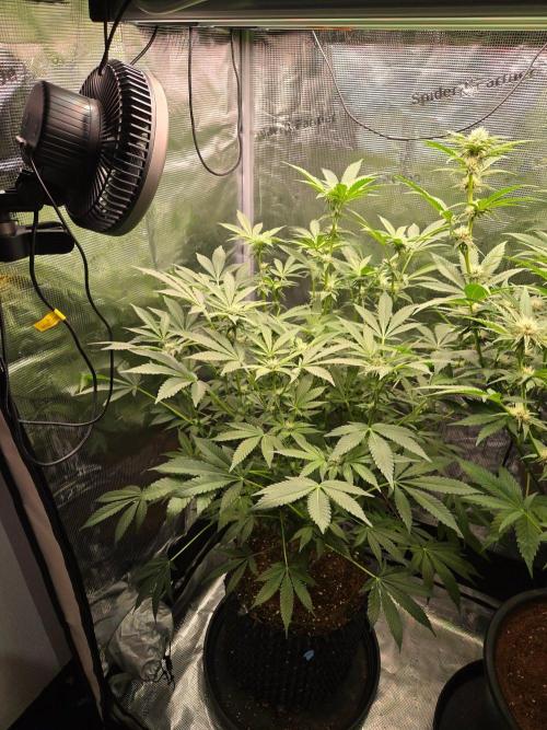 1x Gorilla x White Widow. Week 3