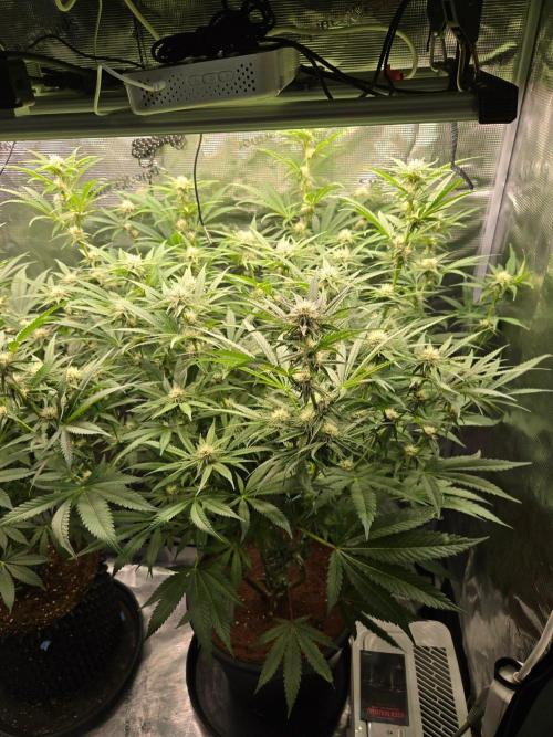 1x Gorilla x White Widow. Week 3