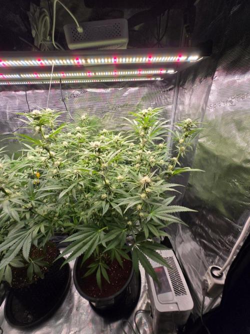 1x Gorilla x White Widow. Week 3