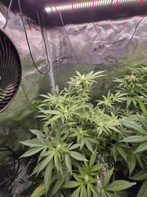 1x Gorilla x White Widow. Week 3