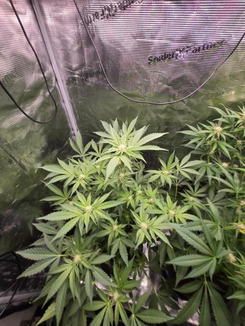 1x Gorilla x White Widow. Week 3