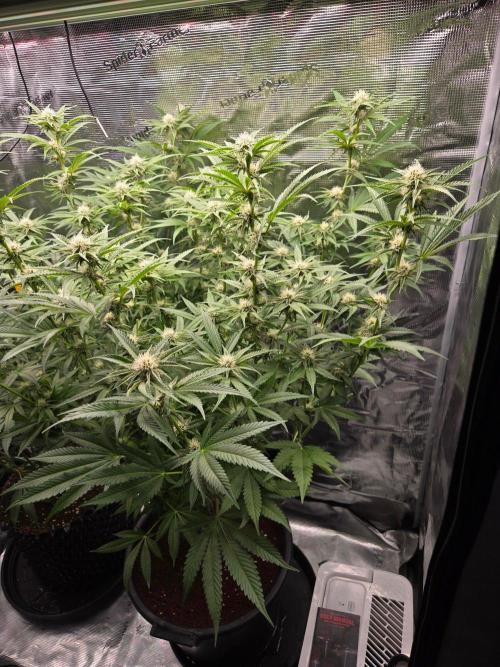 1x Gorilla x White Widow. Week 3