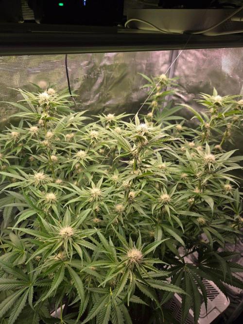 1x Gorilla x White Widow. Week 3