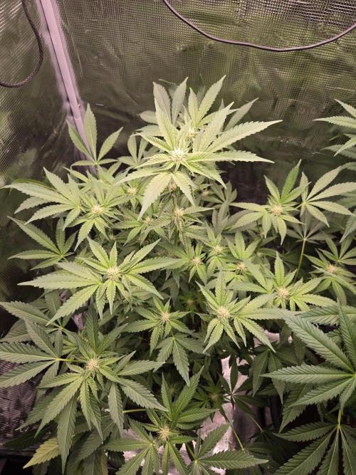 1x Gorilla x White Widow. Week 3