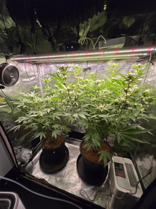 1x Gorilla x White Widow. Week 3