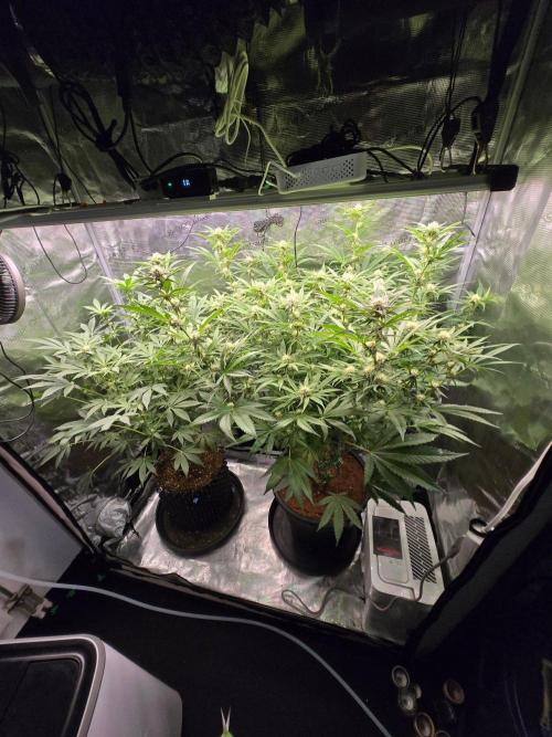 1x Gorilla x White Widow. Week 3