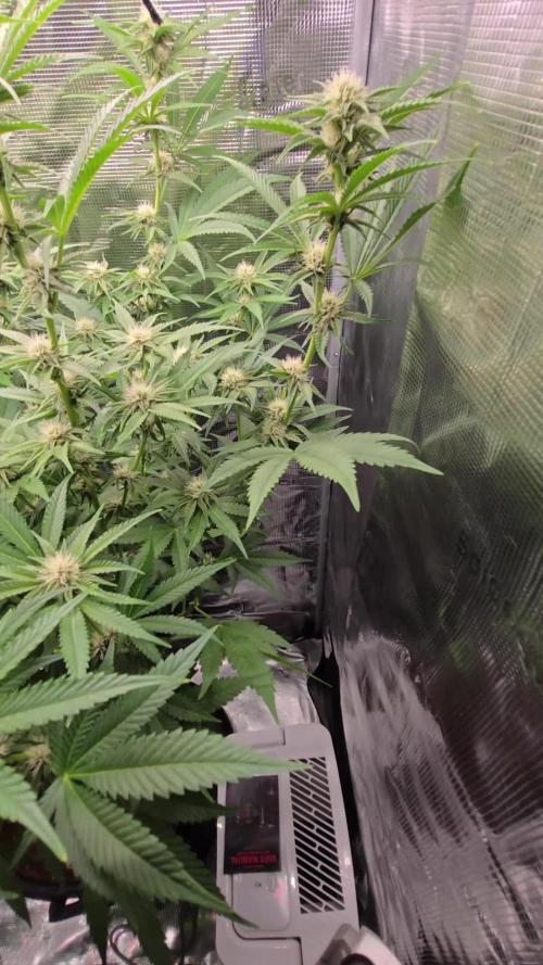 1x Gorilla x White Widow
