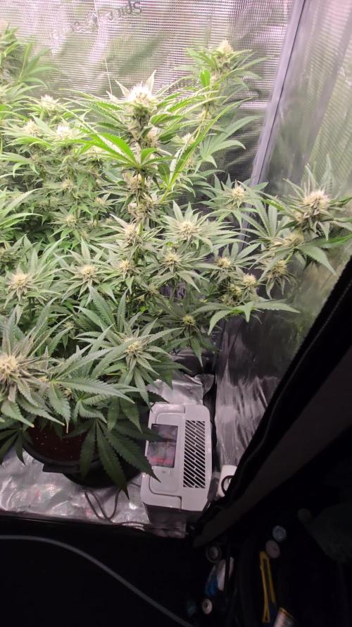 1x Gorilla x White Widow