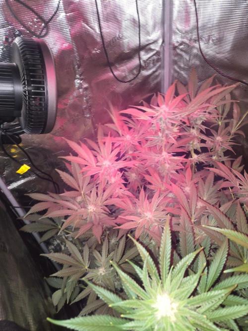 Grow Tent 5x5x6.5. Week 4