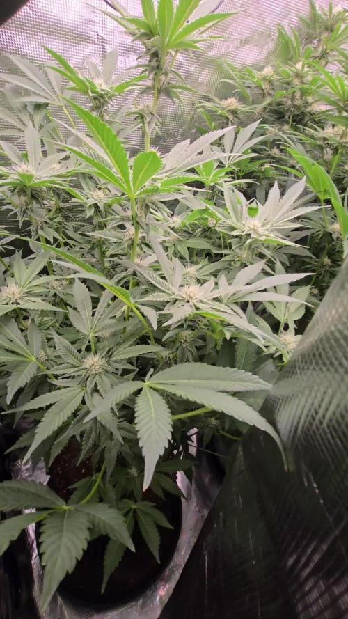 1x Gorilla x White Widow