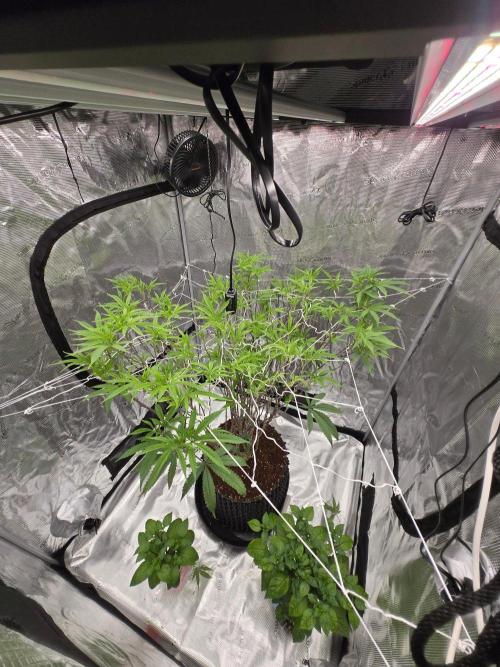Gorilla Glue #4 x white widow. Week 15