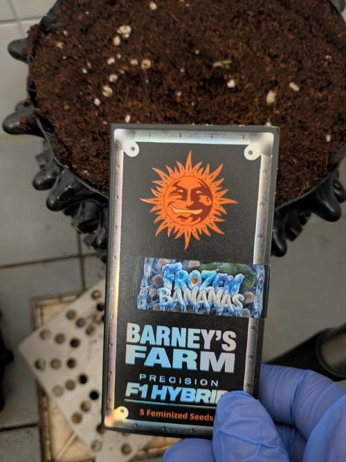Frozen Banana F1. Week 0