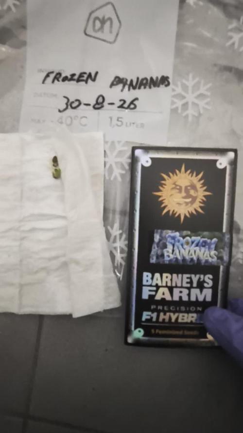 Frozen Banana F1