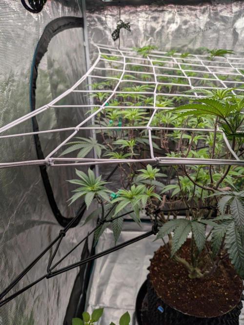 MAC1 starting from week 13 veg. Week 15