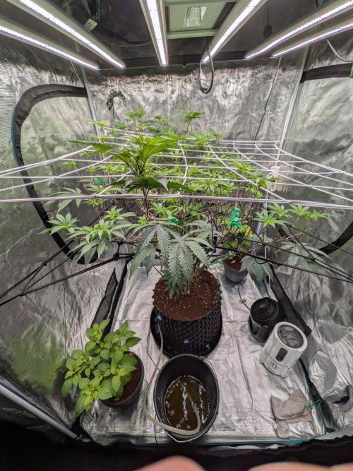 MAC1 starting from week 13 veg. Week 15