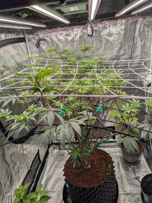 MAC1 starting from week 13 veg. Week 15