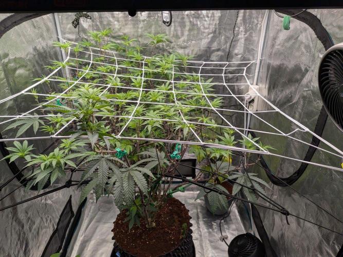 MAC1 starting from week 13 veg. Week 15