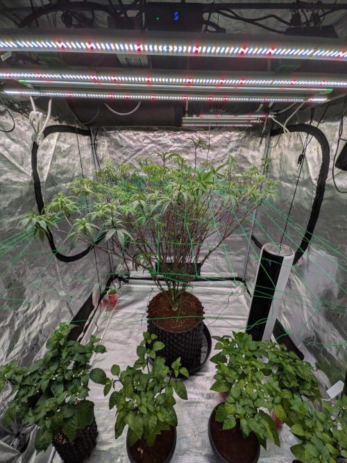 Mac1 F1 Hybrid. Week 15