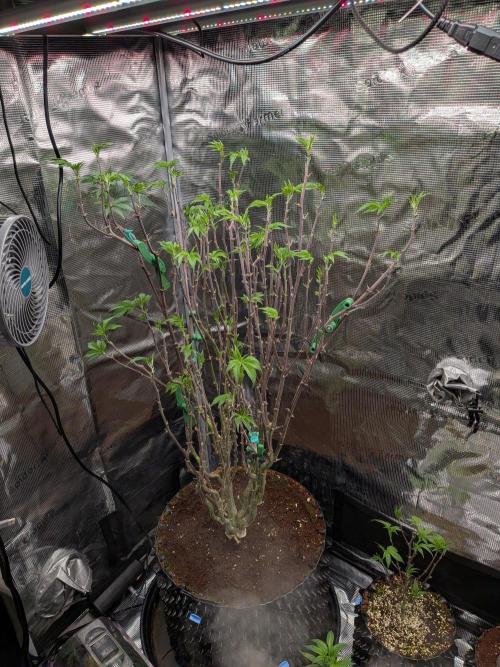 Mac1 F1 Hybrid. Week 15