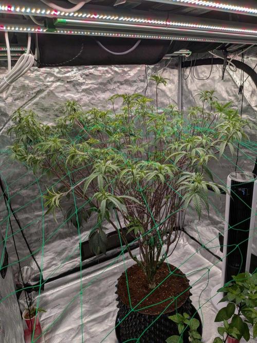 Mac1 F1 Hybrid. Week 15