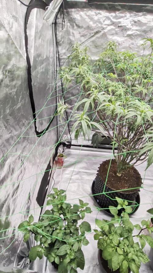 Mac1 F1 Hybrid