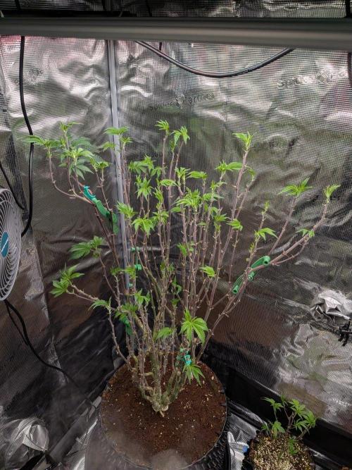 Mac1 F1 Hybrid. Week 15