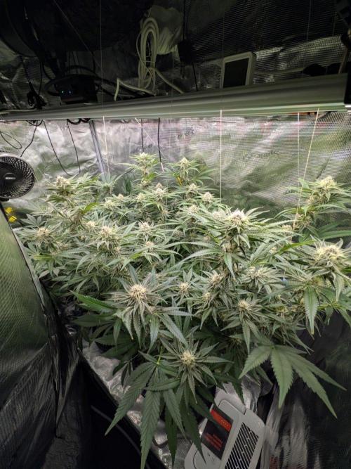 1x Gorilla x White Widow. Week 5