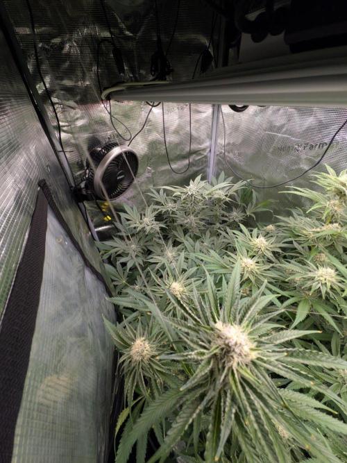 1x Gorilla x White Widow. Week 5
