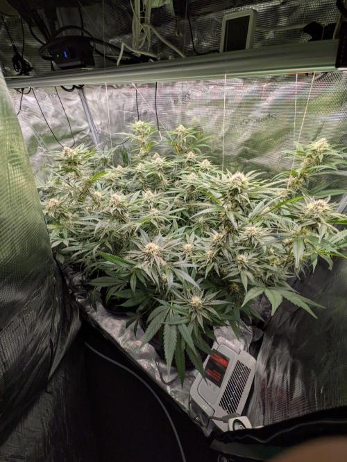 1x Gorilla x White Widow. Week 5