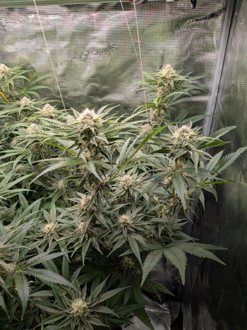 1x Gorilla x White Widow. Week 5