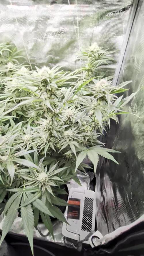 1x Gorilla x White Widow
