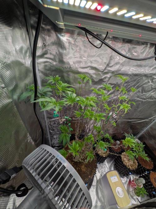 Mac1 F1 Hybrid. Week 16
