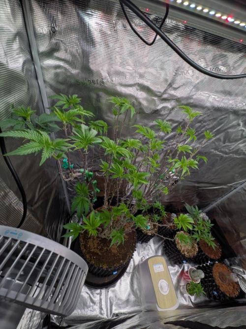 Mac1 F1 Hybrid. Week 16
