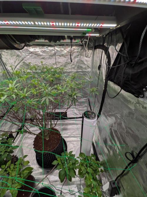 Mac1 F1 Hybrid. Week 16