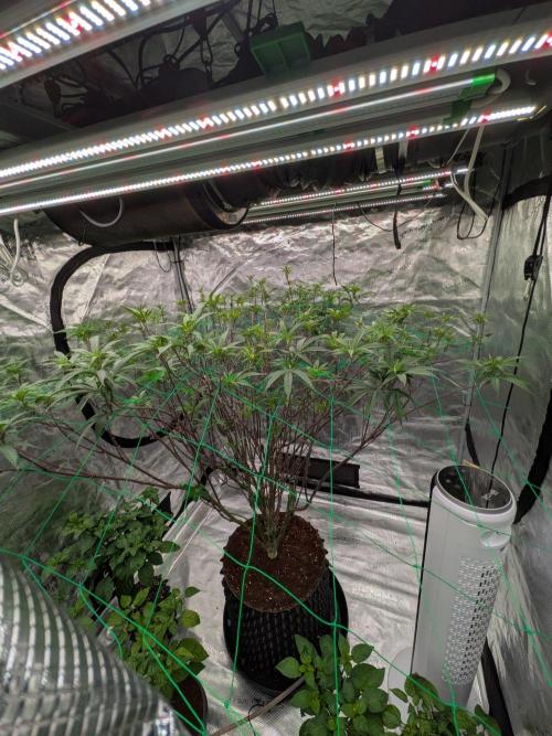 Mac1 F1 Hybrid. Week 16