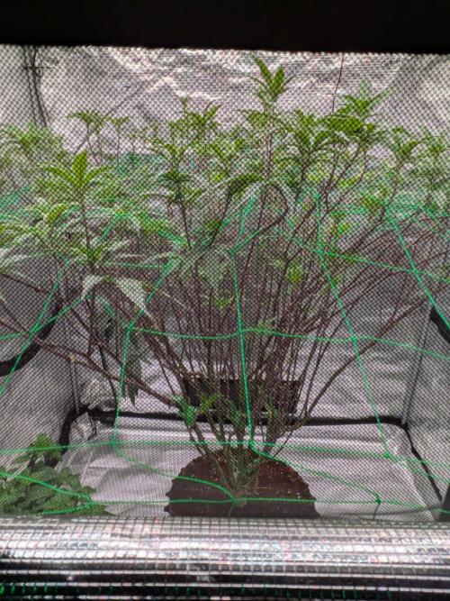 Mac1 F1 Hybrid. Week 16
