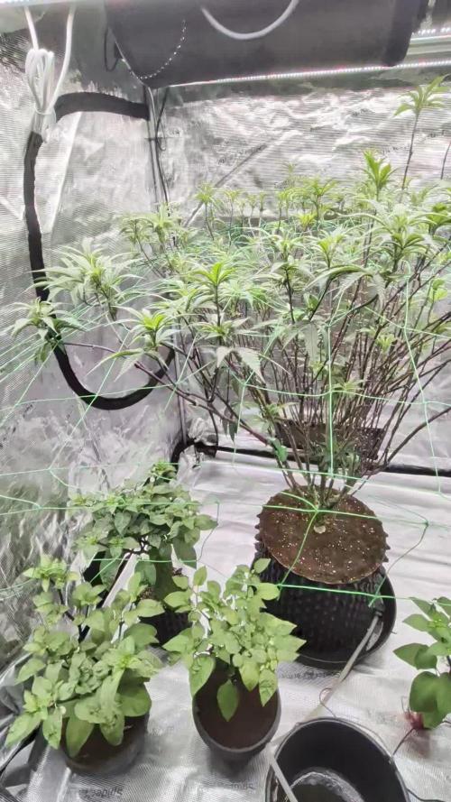 Mac1 F1 Hybrid