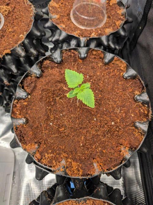 Tangerine dream. Week 2