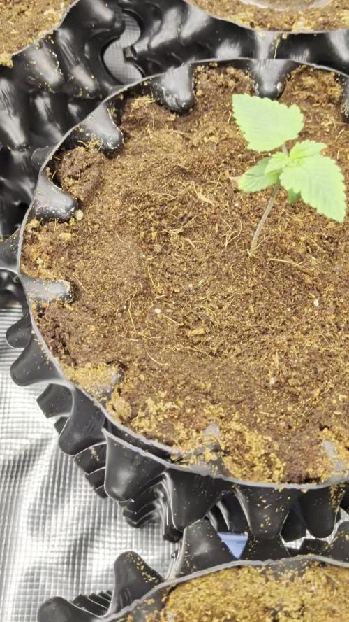 Tangerine Dream. Week 2