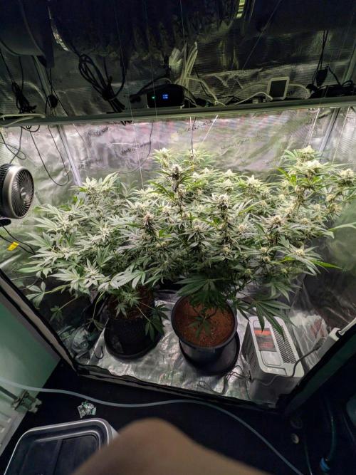 1x Gorilla x White Widow. Week 5