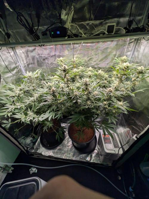 1x Gorilla x White Widow. Week 5