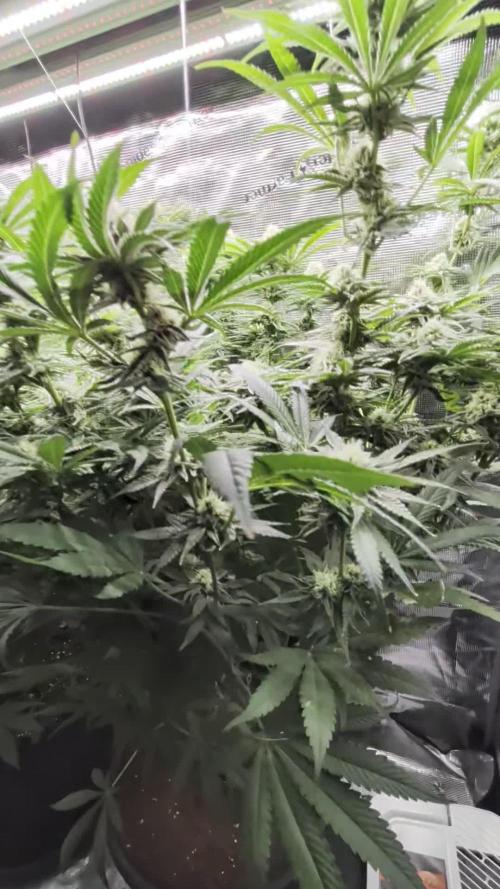 1x Gorilla x White Widow