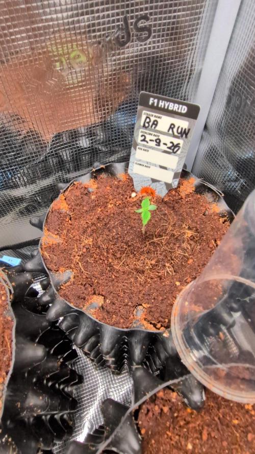 Banana Runtz F1 hybride. Week 1