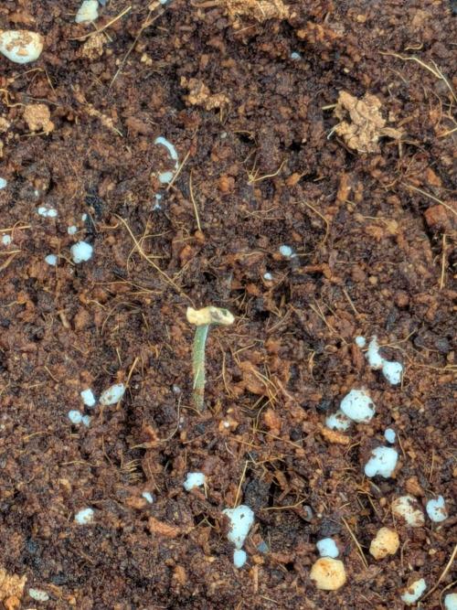 Banana Runtz F1 hybride. Week 1