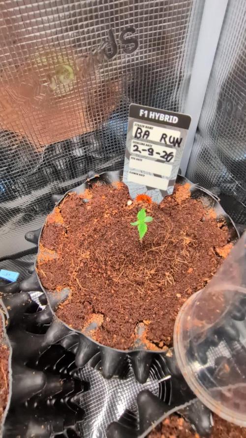 Banana Runtz F1 hybride